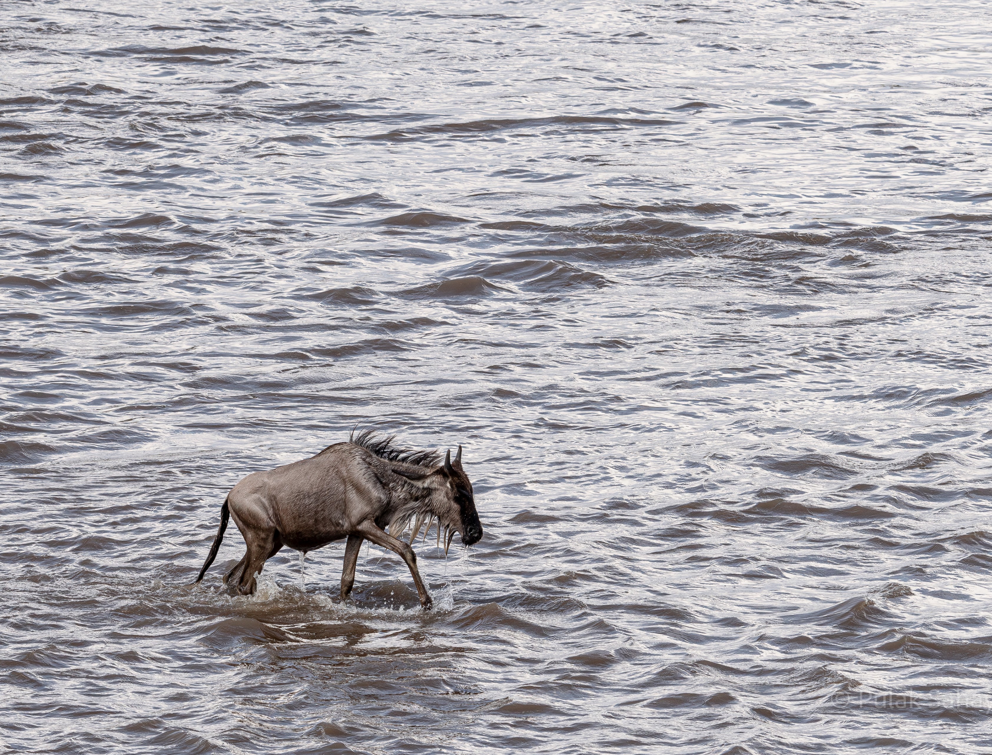 Wildebeest Straggler